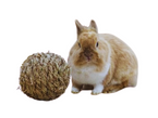 KERBL duża piłka z suszonej trawy siana zabawka królika kawii gryzoni 13cm