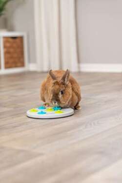 TRIXIE gra zabawka królika gryzoni fretki edukacyjna na przysmaki smakołyki