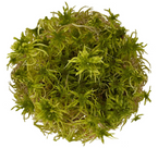 WIO Sphagnum Moss Mech Torfowiec żywy do terrarium tropikalnego 0,095kg