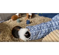 ZOLUX NEOLIFE Tunel zabawka legowisko dla królika świnki kawii gryzoni 41cm