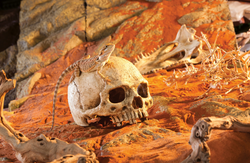 EXO TERRA Skull Czaszka ludzka kryjówka ozdoba dekoracja terrarium 10,6 cm