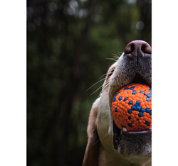 PET NOVA Polyball Strong piłka mocna wytrzymała zabawka psa pływająca 7cm L
