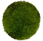 WIO Cushion Moss Mech poduszkowy żywy do terrarium tropikalnego 0,095kg