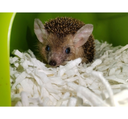 Mr. White PURE wiórki celulozowe ściółka podłoże królika jeża gryzoni 1,5kg