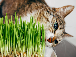 TRIXIE Trawa dla kota soczysta trawka odkłaczająca na kule włosowe 100g