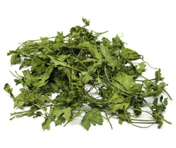 TIVO Natka Pietruszki Pietruszka przysmak królika kawii świnki gryzoni 100g