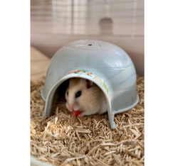 ZOLUX Domek IGLOO kryjówka chomika myszy gryzoni plastikowy niebieski 19 cm