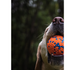 PET NOVA Polyball Strong piłka mocna wytrzymała zabawka psa pływająca 6cm S