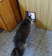 Cat Mate Large Cat Flap Drzwi klapka dużego kota Maine Coona psa brązowe