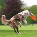 TRIXIE frisbee miękki dysk aport zabawka do aportowania dla psa 19 cm