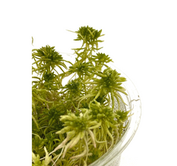 WIO Sphagnum Moss Mech Torfowiec żywy do terrarium tropikalnego 0,095kg