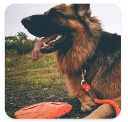 TRIXIE Dysk Frisbee zabawka psa kauczukowa latająca pływa nie tonie 24cm