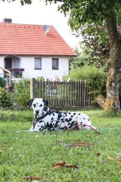 KERBL inka lina stalowa 6 m + wkręt do wkręcania w ziemię smycz psa do 30kg