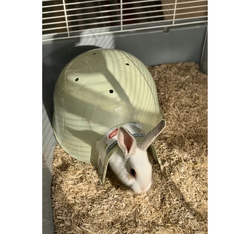 ZOLUX Domek IGLOO królika świnki kawii szynszyli gryzoni jeża zielony 30 cm