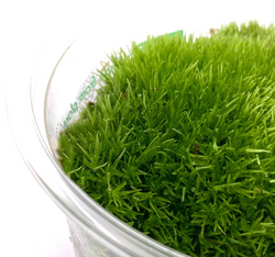 WIO Cushion Moss Mech poduszkowy żywy do terrarium tropikalnego 0,095kg