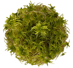 WIO Sphagnum Moss Mech Torfowiec żywy do terrarium tropikalnego 0,095kg