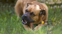 JOHN DOG Poroże róg jelenia gryzak naturalny czyści zęby psa twardy HARD L