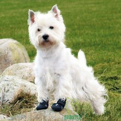 TRIXIE Walker Active Buty psa ochronne z protektorem oddychające 2szt. L-XL