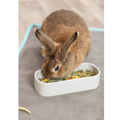 TRIXIE Miska ceramiczna królika kawii świnki ciężka owalna podłużna 600 ml