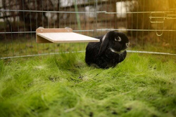 KERBL półka drewniana piętro przykręcane do klatki królika gryzoni 30x20cm