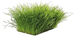 TRIXIE trawa dla kota soczysta trawka odkłaczająca na kule włosowe 100g