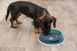 TRIXIE Slow Feeding Miska dla psa spowalniająca jedzenie plastikowa 0,9 L