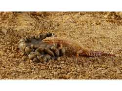 EXO TERRA Miska narożna na wodę do terrarium gadów płazów jaszczurki 18cm L