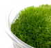 WIO Cushion Moss Mech poduszkowy żywy do terrarium tropikalnego 0,095kg