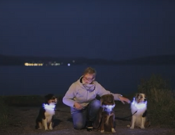 Obroża psa świecąca kolorowa LED Trixie 65 cm L-XL
