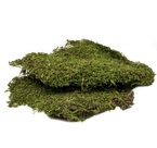 TERRA NATURA Mech naturalny żywy ściółka do terrarium tropikalnego 50g