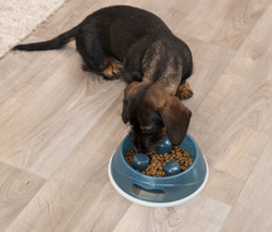 TRIXIE Slow Feeding Miska dla psa spowalniająca jedzenie plastikowa 0,9 L