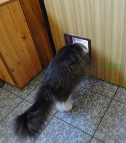 Cat Mate Large Cat Flap drzwi klapka dla dużego kota Maine Coona psa białe