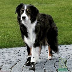 Buty ochronne dla psa Trixie Walker Active para XL