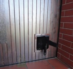 Drzwi klapka dla dużego kota Maine Coona, psa brąz
