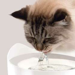 Fontanna poidełko miska na wodę dla kota Catit PIXI 2,5 L + filtr biała