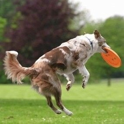 Frisbee dysk aport zabawka aportowania Trixie 23cm