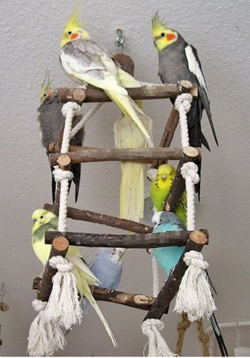 Huśtawka wieża, zabawka dla ptaków papugi, 50 cm