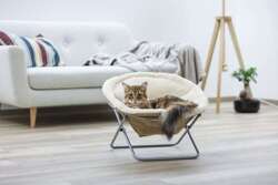 KERBL Alice leżak legowisko łóżko hamak krzesełko kota psa składane 58cm