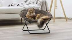 KERBL Sharon leżak legowisko łóżko hamak krzesełko kota psa składane 50cm