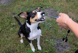 Kliker z antenką, clicker do szkolenia psa, kota