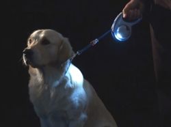 Lampka LED do smyczy Flexi dla psa