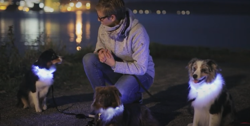 Obroża psa świecąca kolorowa LED Trixie 65 cm L-XL