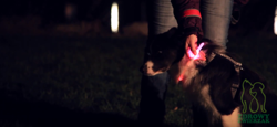 Obroża psa świecąca migająca LED Trixie 35 cm XS-S