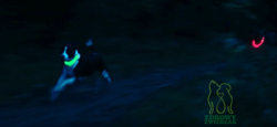 Obroża psa świecąca migająca LED Trixie 35 cm XS-S