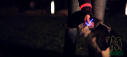 Obroża psa świecąca migająca LED Trixie 45 cm M-L