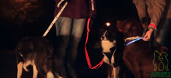 Obroża psa świecąca migająca LED Trixie 65 cm L-XL