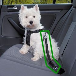 Pasy bezpieczeństwa, smycz do samochodu dla psa