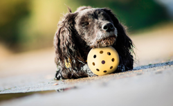 Piłka z dzwonkiem zabawka psa niewidzącego Trixie