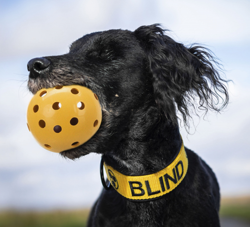 Piłka z dzwonkiem zabawka psa niewidzącego Trixie