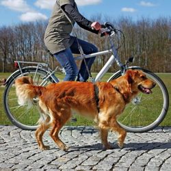 Smycz dla psa do biegania joggingu na rower z psem